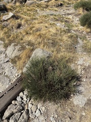 Cytisus oromediterraneus, photograph (c) Audrey Lacey, some rights reserved (CC BY)