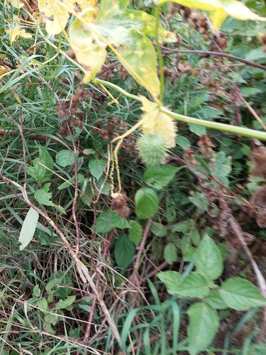 prickly cucumber