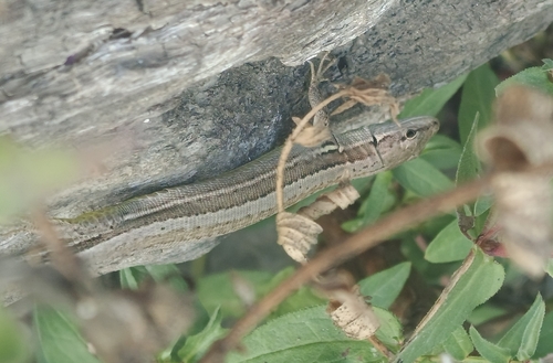 Meadow Lizard