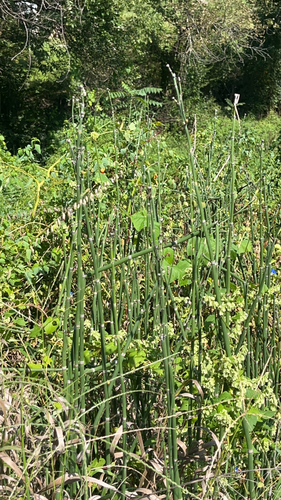 rough horsetail