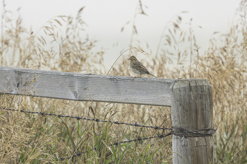 Savannah Sparrow