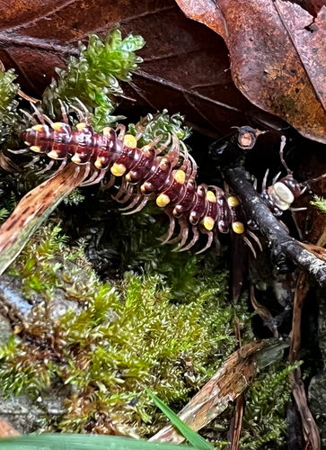 Collared flat-backed millipede