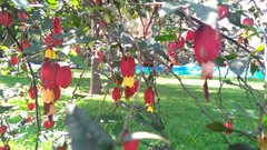 Callianthe megapotamica