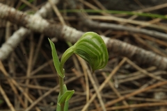 Pterostylis vittata