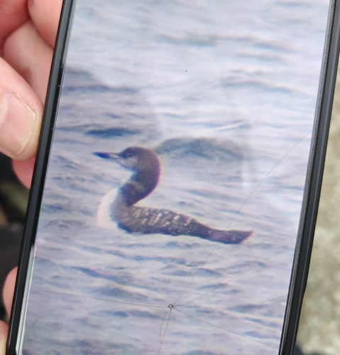 Common Loon