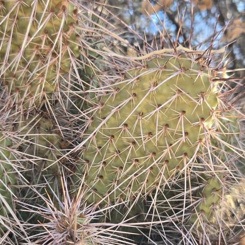 Mojave Pricklypear