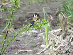 Carduelis carduelis