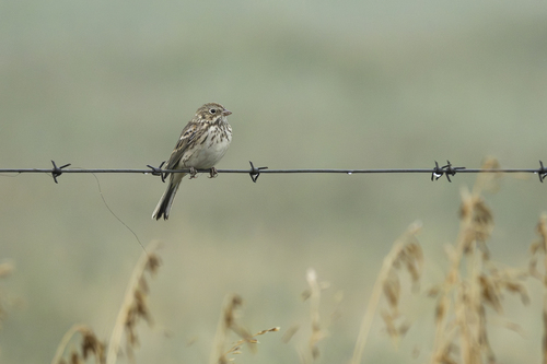 Vesper Sparrow