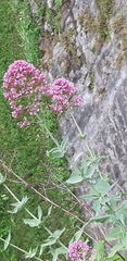 Centranthus ruber
