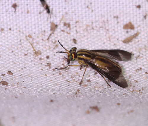 Chrysops pikei photo 3