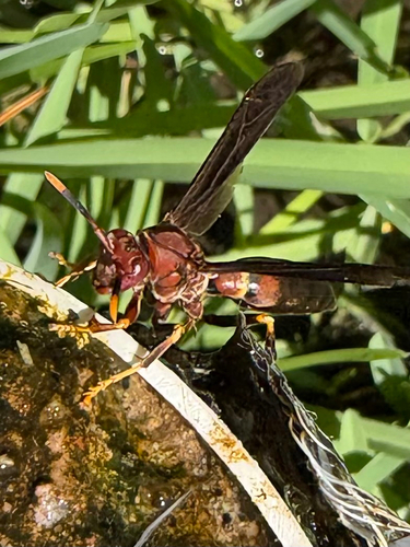 Ringed Paper Wasp