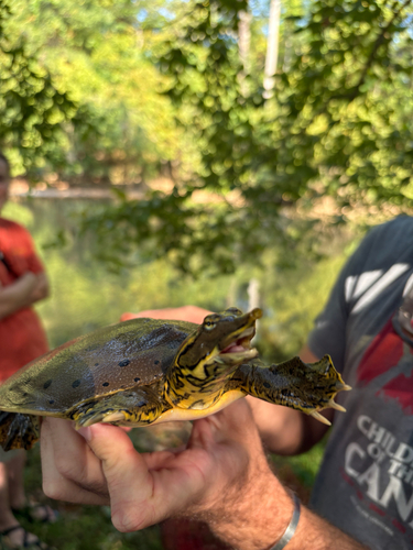Gulf Coast Spiny Softshell
