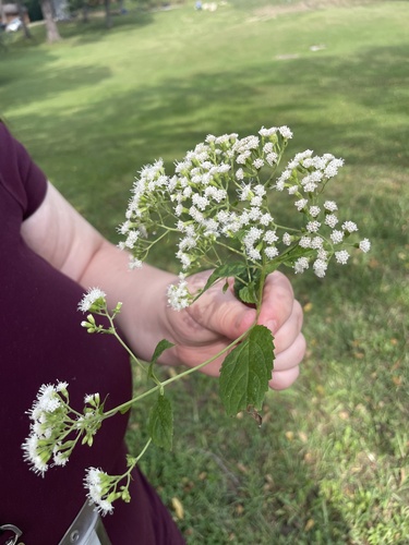 white snakeroot