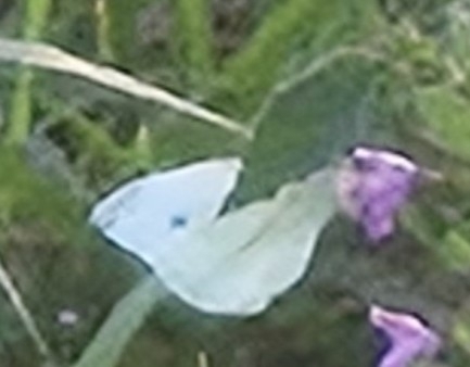 Small White