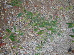 Salix
