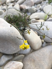 Brassicaceae