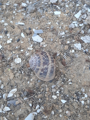 Garden Snail