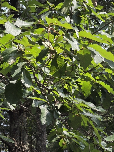 Quercus montana, photograph 2