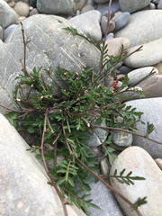 Brassicaceae