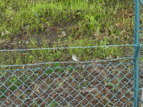 European Pied Flycatcher