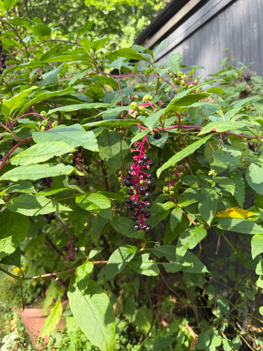American pokeweed