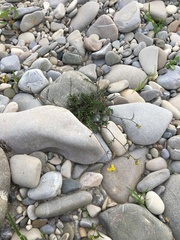 Brassicaceae