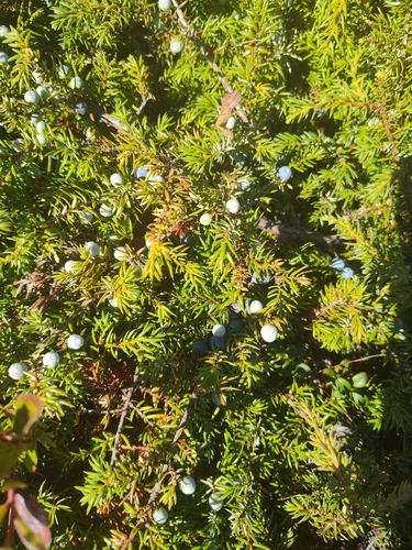 common juniper