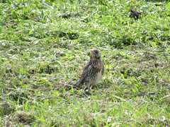 Turdus pilaris