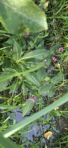 Himalayan balsam
