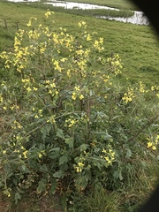 Raphanus raphanistrum landra