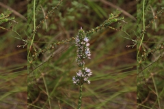 Andersonia caerulea