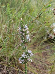 Andersonia caerulea