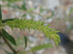 Salix