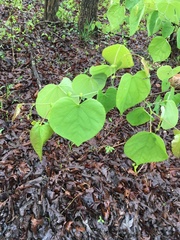 Cercis canadensis canadensis
