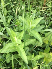 Mentha