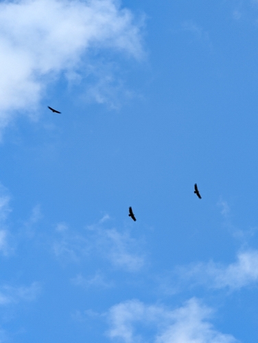 Eurasian Griffon