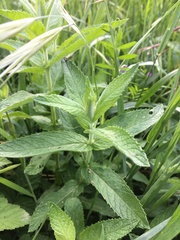 Mentha