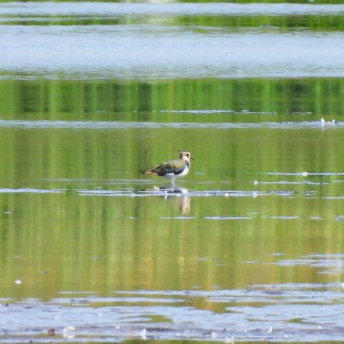 Northern Lapwing