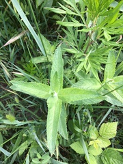 Mentha