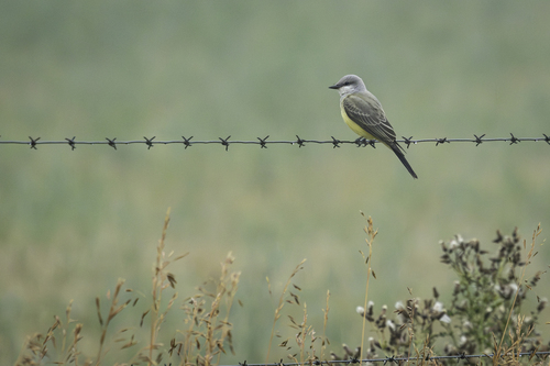 Western Kingbird