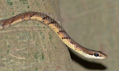 Dendrelaphis tristis