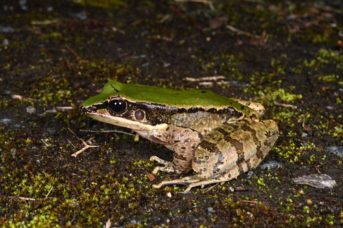 Bamboo-leaf Frog