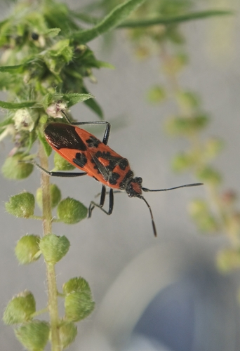 Spotted Firebug
