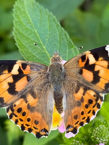 Painted Lady