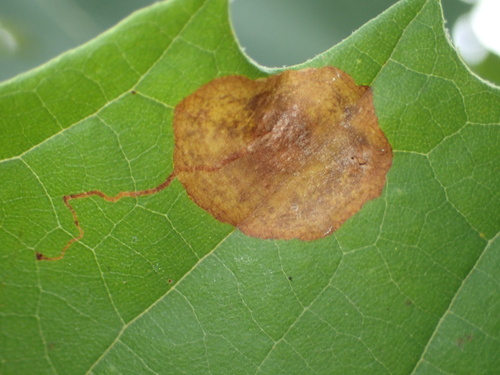 Sycamore Leaf Blotch Miner photo 4