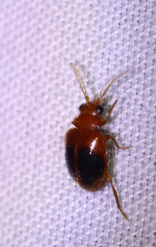 Disk-shaped Marsh Beetle