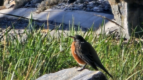 American Robin