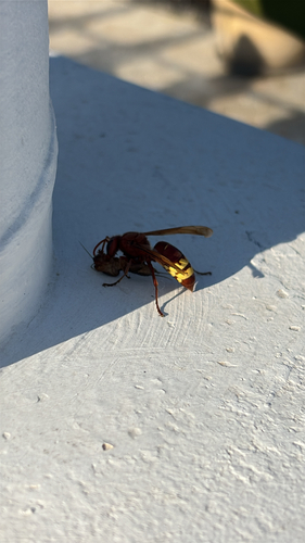 Oriental Hornet