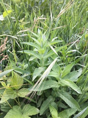 Mentha