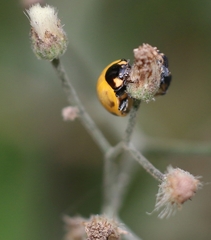 Coccinellidae